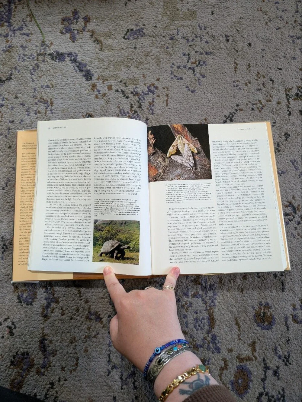 Charles Darwin - The Illustrated Origin of Species - Hardcover Edition 1979